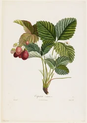 Capron commun. (Erdbeeren), aus Traite des Arbres Fruitiers, 1807-35